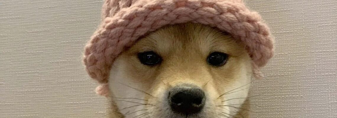 گران‌ترین میم NFT تاریخ؛ تصویر سگ میم‌کوین Dogwifhat با قیمت ۲۶۰ میلیارد تومان فروخته شد