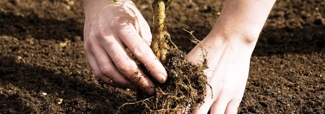 مطالعه جدید: کاشت درخت در مکان‌های نامناسب می‌تواند زمین را گرم‌تر کند