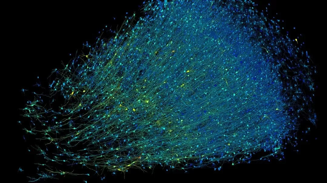 دستاورد بی‌سابقه گوگل و هاروارد: تهیه نقشه‌ سه‌بعدی از یک میلی‌مترمکعب مغز انسان با جزییات دقیق